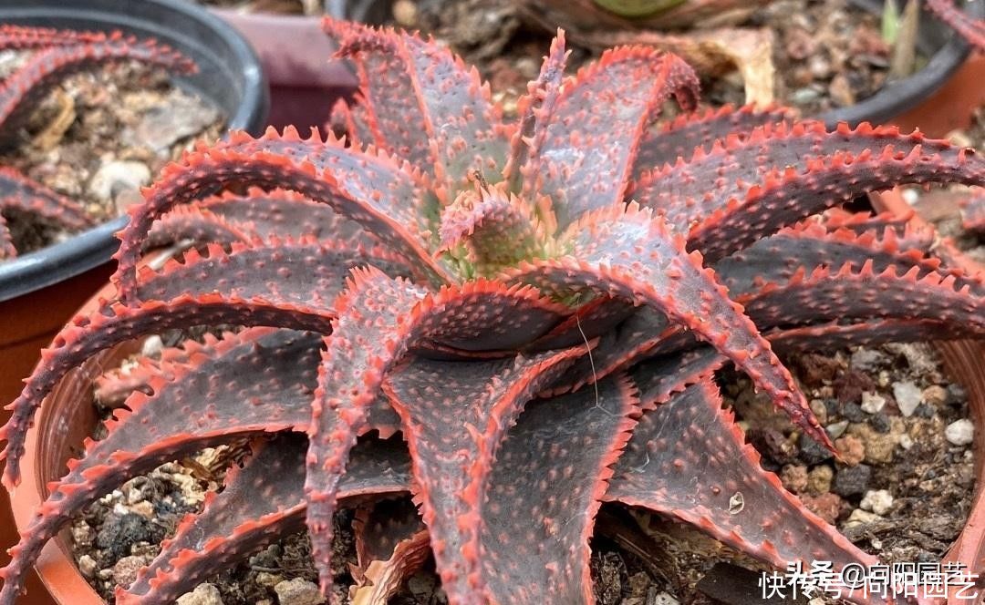 带花纹的圣诞芦荟，最好养的多肉，随意浇水，不挑环境很好养