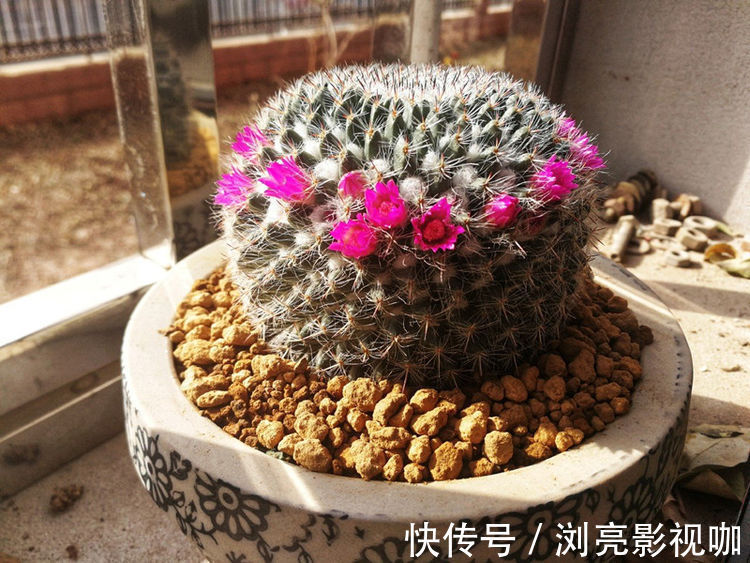 喜欢菊花,不如养盆“精品玫瑰”卡罗拉,红艳似火,美艳优雅