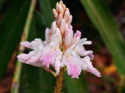 远看像竹子,开花像姜花,果实似橄榄