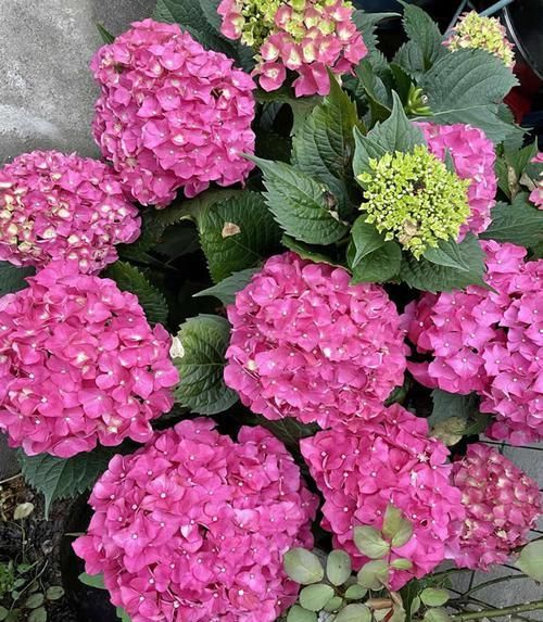 养花不在多，阳台种一棵“玫红妈妈”，花大色艳，开花满阳台