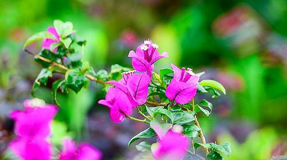 三角梅“光秃秃”不长叶,教你一招,快速恢复,没有叶子开满花!