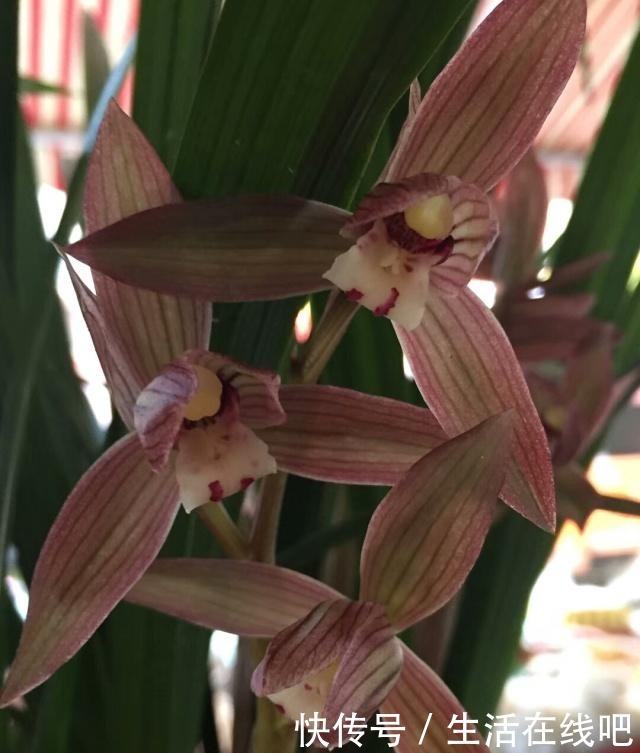 生活中浇兰草就用“它”,30天下来兰花开不停娇艳美丽!
