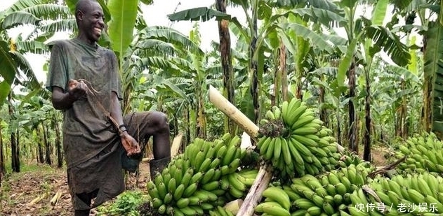 用来|非洲“最大的香蕉”,不但可以煮着吃,还能用来酿酒呢