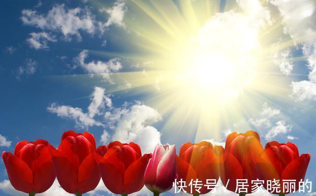 天气变冷,14种花别急着搬到室内,否则不开花或者开花少