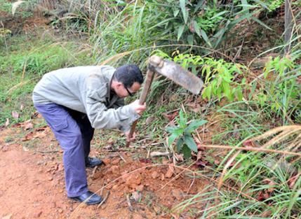  山里|过去山里很多，农民只挖根不摘果，今50元1斤，人称“广东人参”