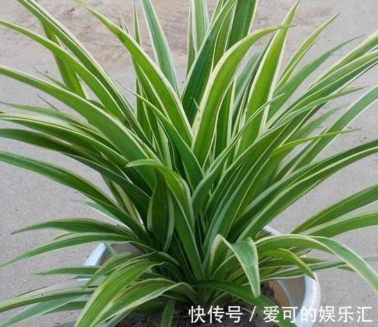 3种花冻伤不要扔，简单剃个头，很快就能起死回生