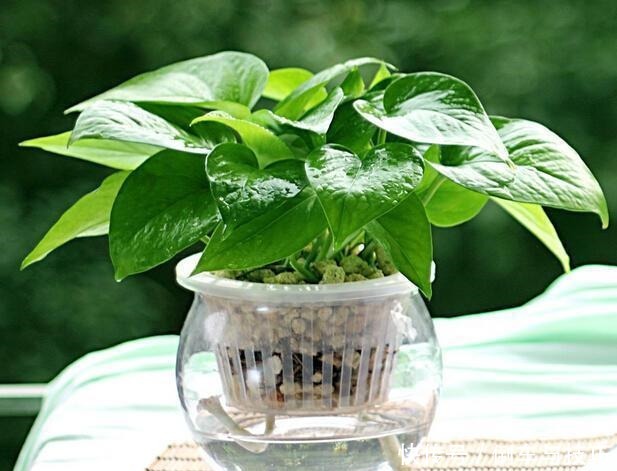 天冷也要换盆,这3种花11月之前换好盆,大冷天也能长得绿!