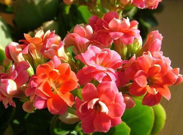 此3种花揪片叶子就能繁殖，你还花钱买吗