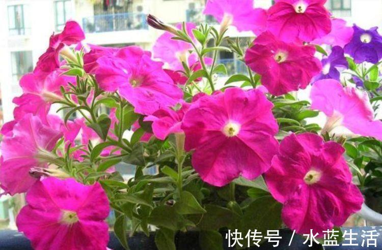 阳台选此4款花卉,四季开花不停,花香四溢香满屋