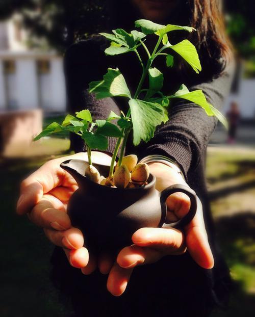 发芽|路边看到3个种子,捡回家种在花盆里,长成漂亮盆景!