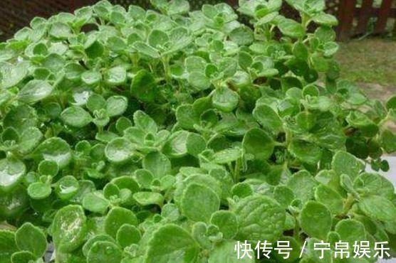 大肥|养了“碰碰香”,注意这“2处”,叶片亮、根系旺,一整年香喷喷