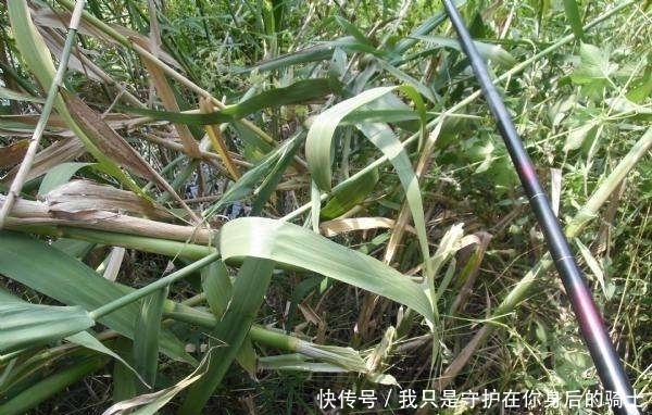 饵料|发现无人野塘，用了这个饵料，意外钓获十七斤大鲫鱼