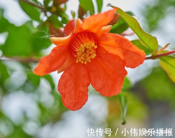 此花枝叶秀丽婀娜多姿,盛夏时节灿烂蓬勃,象征着红红火火的幸福