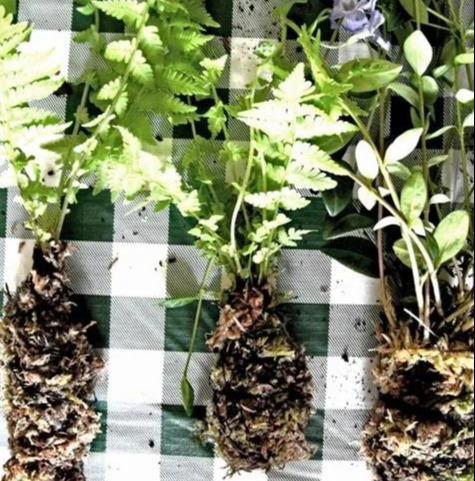 室内绿植种花不用盆，揉一个小球吊起来就让家里美翻