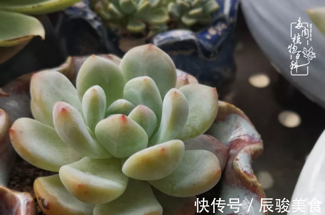 蓝苹果|经历一个夏天的摧残,方知皮实好养的多肉才是真爱!