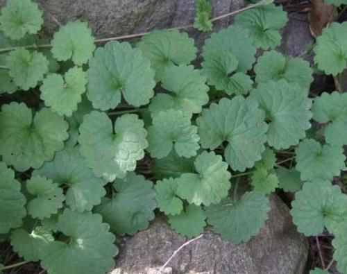 金钱草|胆结石一定要做手术？先看“5种”自然治疗方法