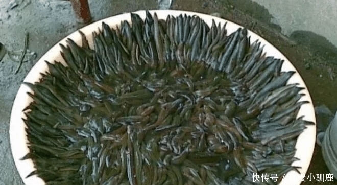 动物|农村这8种动物最好不要碰, 尤其是最后看着都害怕