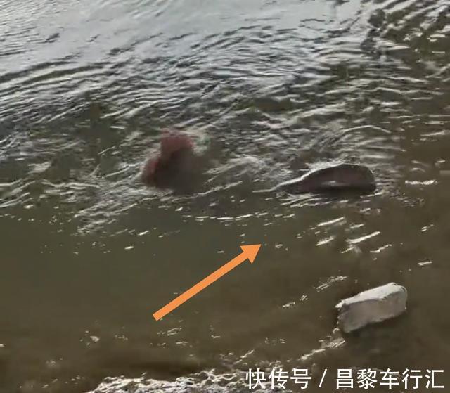 鱼王？东莞石马河“巨型胡子鲶”被钓起，钓友：再大，也不敢吃