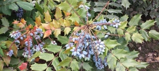 这种“花”对人有“大功劳”,花朵一串串,是小感冒、痢疾大克星