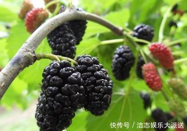 水果|湿气重的人不要碰以下水果,管住自己的嘴,才可以拥有好身体!