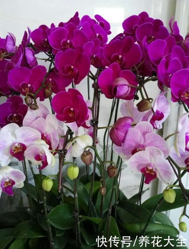 年底了，养盆招财花，招财进宝寓意好