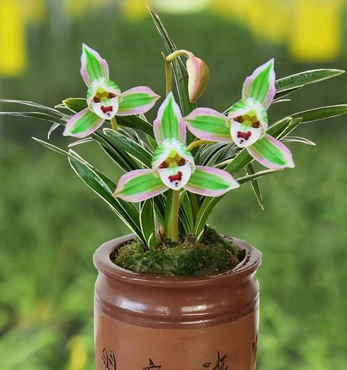  好养|此兰“玩赏性”极高，花色妖艳，香味袭人，四季花开不断还很好养