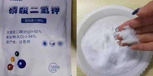  听听|给长寿花促花用磷酸二氢钾，灌根还是喷叶？听听专家怎么说！