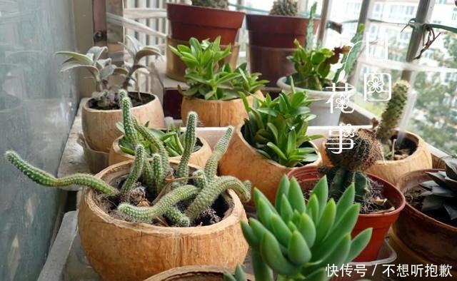 7种“废料”做花盆,一分钱不花,花盆用不完,比买的还精致!
