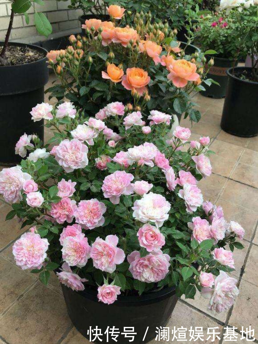 花市|买花时别听老板忽悠，这6种花真心不好养，新手基本养一盆死一盆