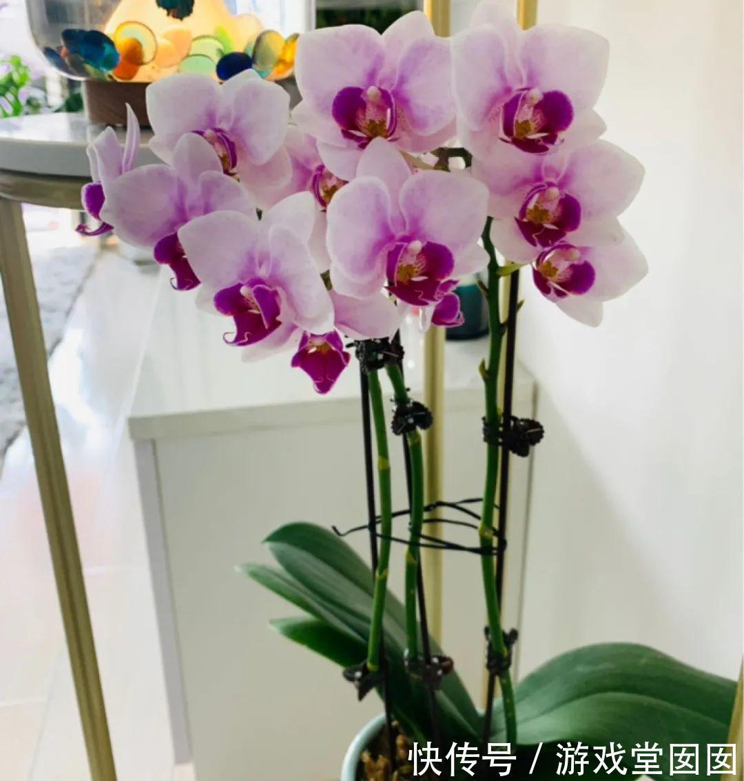 给花喷点它，叶片油绿茂密，花苞嘟噜噜冒出来