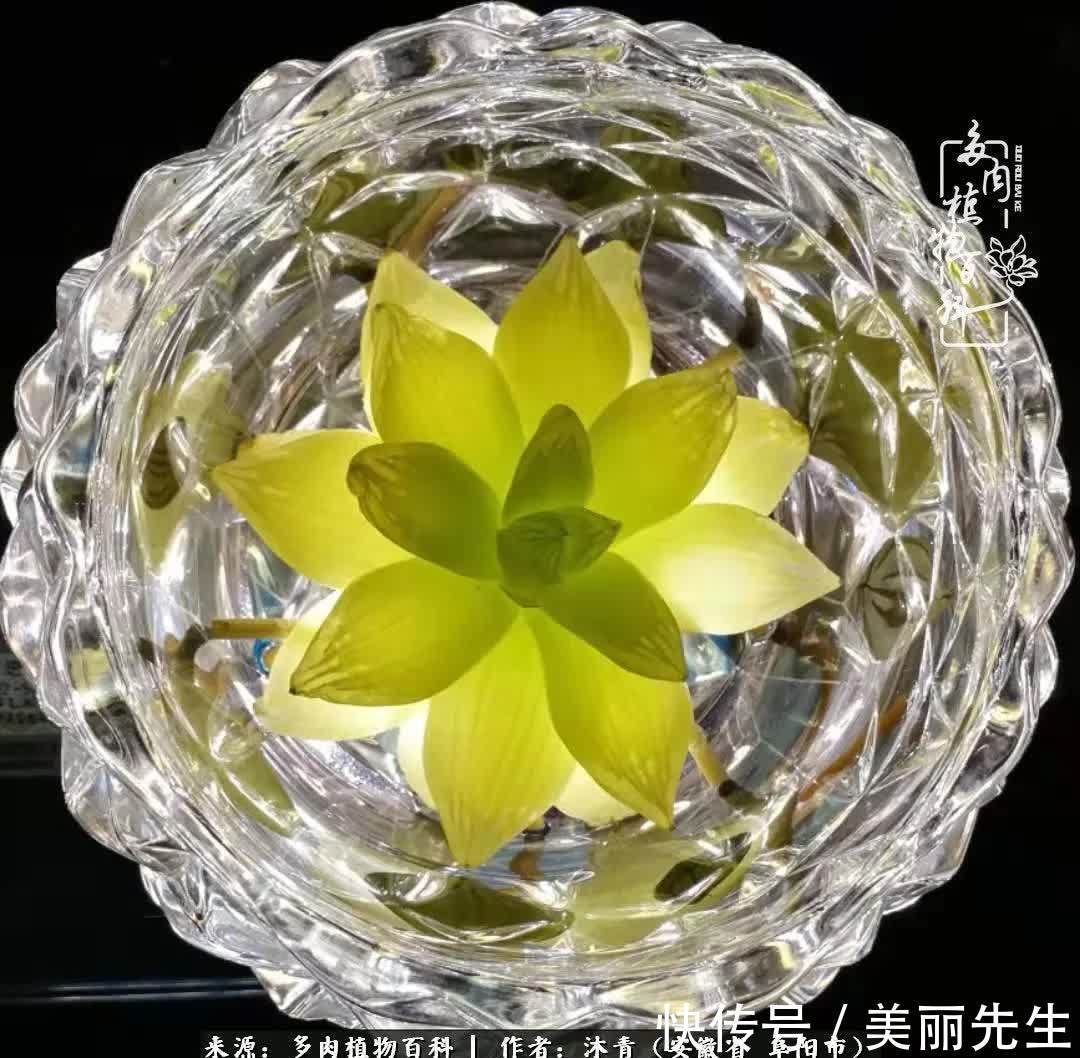 多肉——入了我的时光画卷!