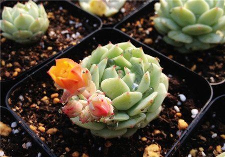 青锁龙属|这些多肉植物不该开花,开花及时剪掉,不然越长越瘦