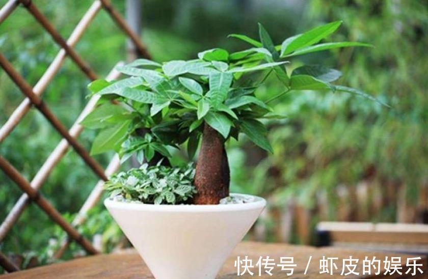 3种过期小药片,用来养花疯长不停,不黄叶不烂根,延长花期