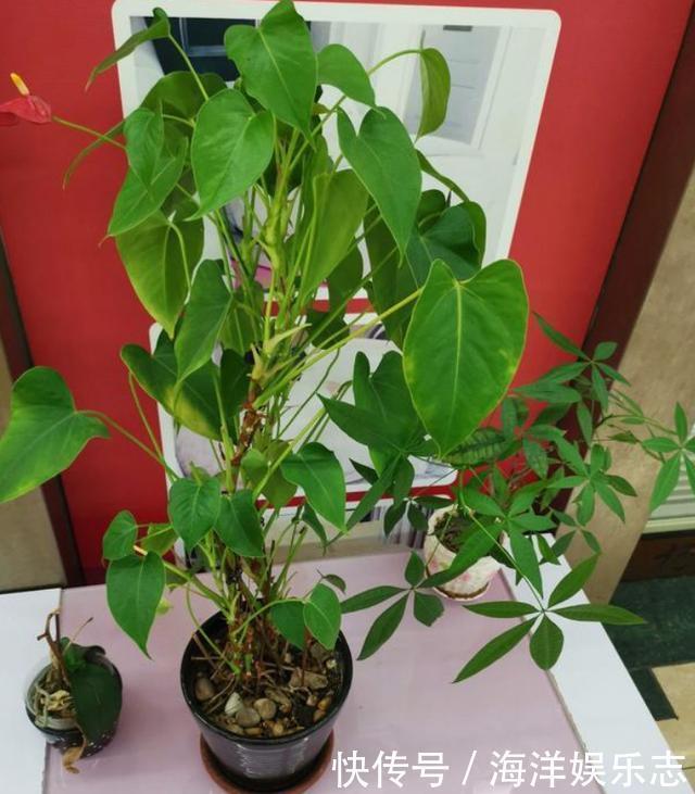 花卉|养花别光注意水、肥、光了,多小心2点,选对花盆事半功倍