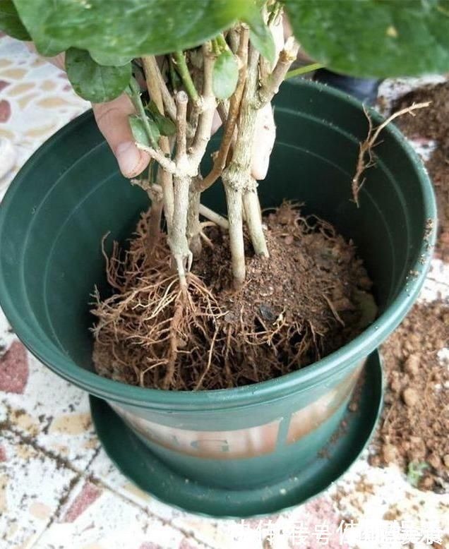 发黄|茉莉出现特殊“黄叶”，用“特殊”液体浇，一浇就发绿花朵呼呼冒