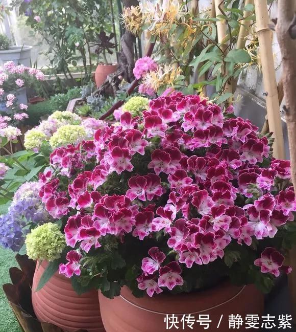 种花|不要再养绿萝吊兰了,快来试试时下最流行的3种花,漂亮又好看