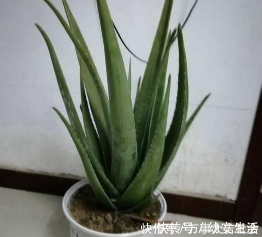小花|卫生间适合养什么花推荐几种好活耐湿花,净化空气没异味