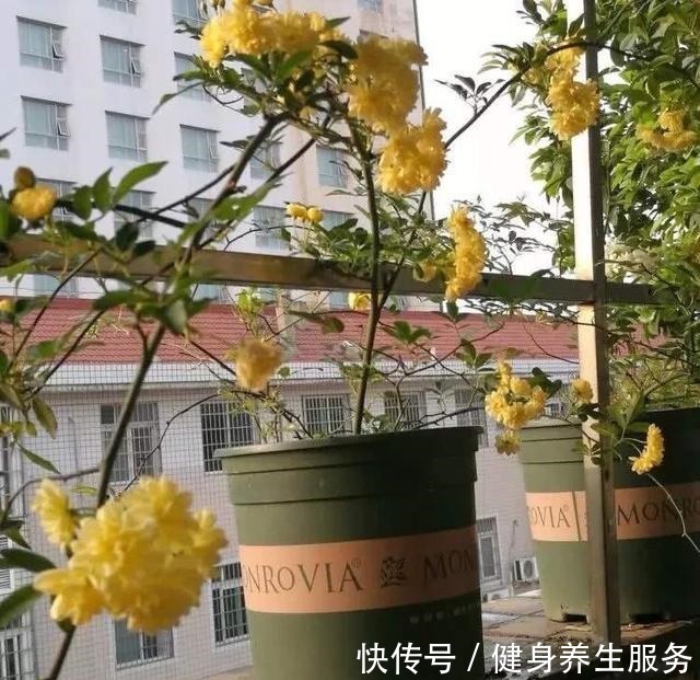 养花,就养“3盆花”,花量特别大,一棵繁殖多棵,人见人爱!