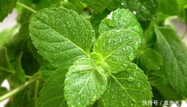 冬季咳嗽久咳难愈?常用此物泡水,清热解毒,治感冒,冬天不咳嗽