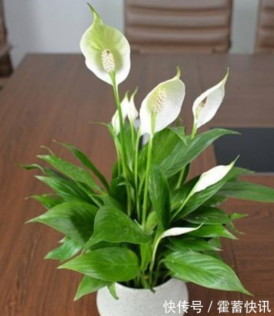 “4种花”寓意好,招财、旺家好兆头,开花还多,越养越喜欢!