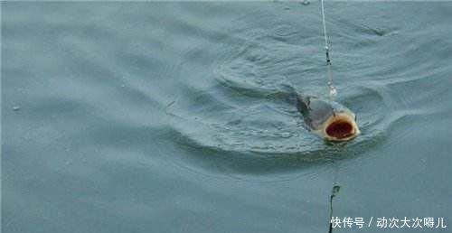 鲤鱼太狡猾不咬钩下次记得用上这招,它再狡猾也会忍不住咬钩