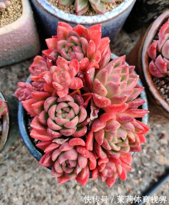 进阶|养多肉，经验很重要，5点必看知识点，帮你快速进阶成大神