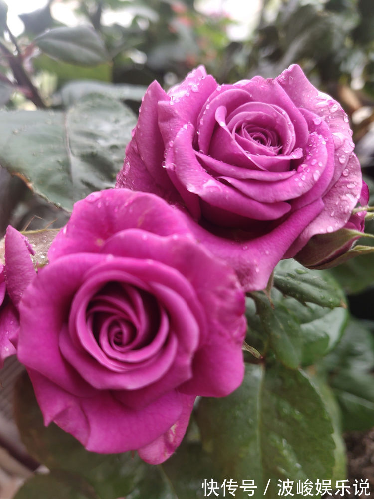 叶子|国外超流行的盆栽花卉，叶子硕大翠绿，花型美丽，花期达九个月