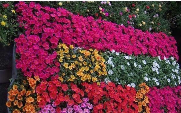 花卉|4种花卉不要随便丢,小心它们长满你家院子