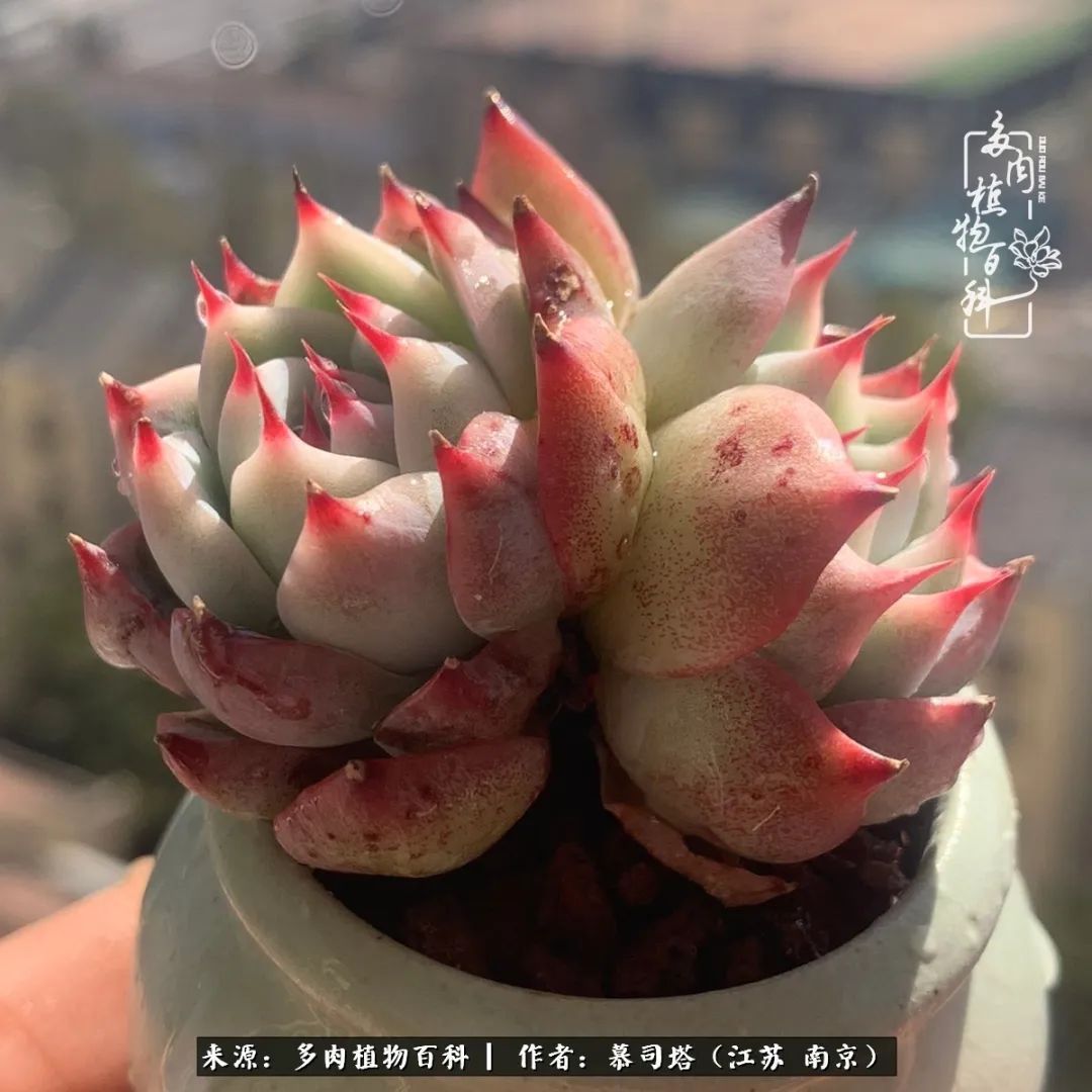 当多肉小白磕上吉娃娃！把自己都要美哭了！