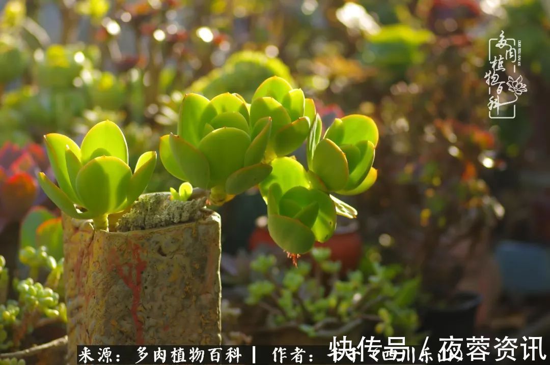 夏天|夏天日晒雨淋,秋老虎来势汹汹,你的多肉准备好逆袭了吗