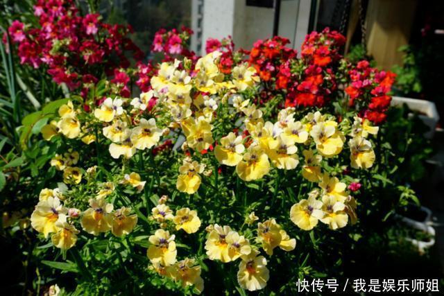 阳台新宠龙面花，花量超大颜色多，四季都开不停！