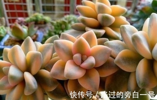 色系|8个色系的多肉植物,摆在阳台上色彩斑斓,集齐的都是养花大神!