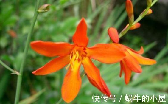 非洲|农历7月11日开始,养花养个耐看的,花色美丽,花苞吊满枝