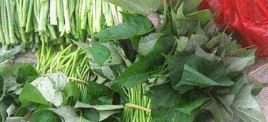 红薯叶|老中医说此物是防癌第一的蔬菜,被百分90的人看不起,早知早好!